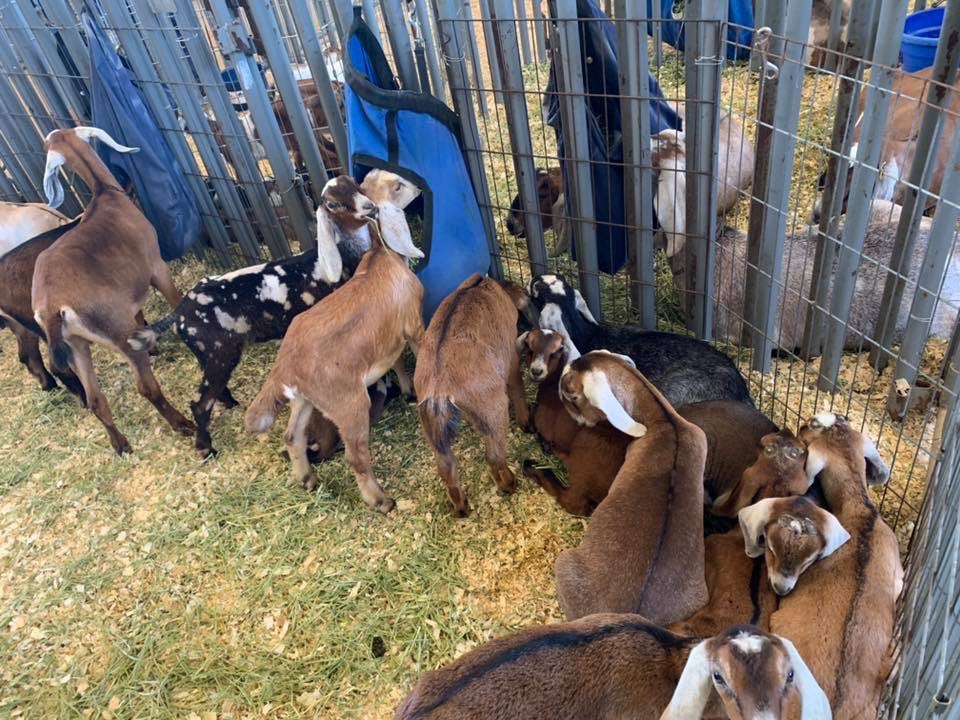 Goats at the San Diego County Fair