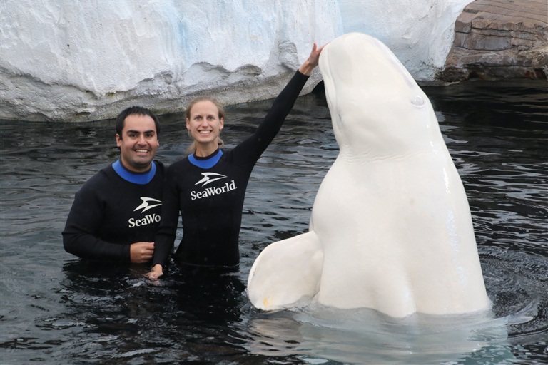 Beluga Interaction SeaWorld