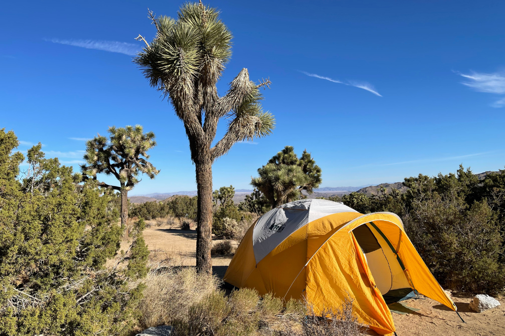 Yellow REI tent at Black Rock Campsite in Joshua Tree