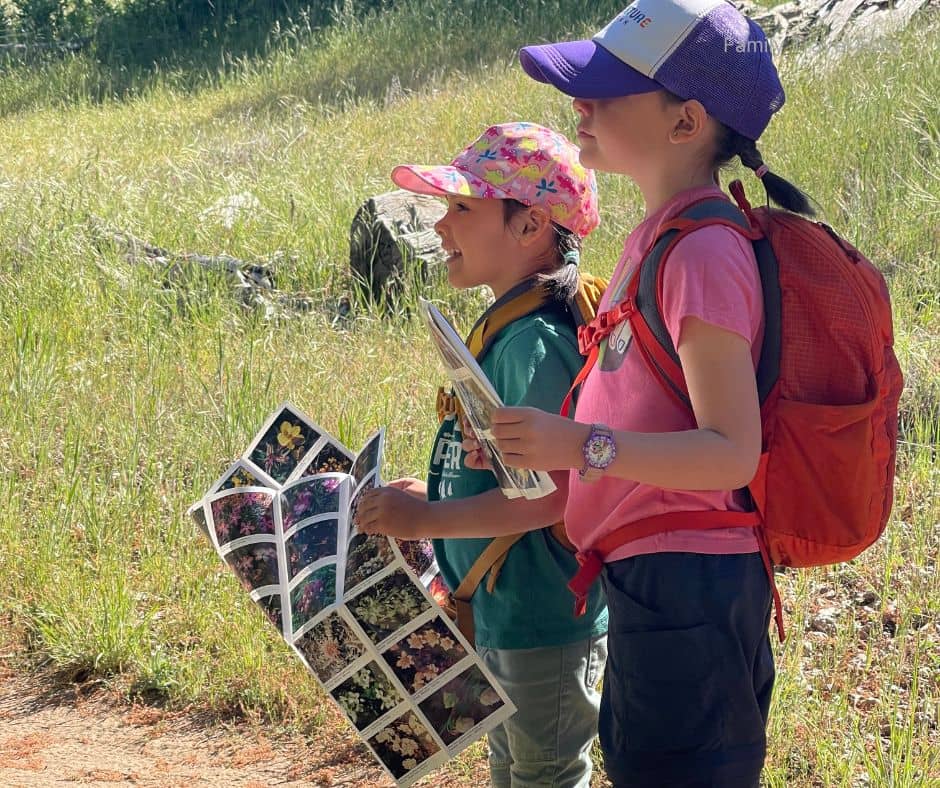 Two kids holding trail maps and looking at wildflowers during an educational family hike